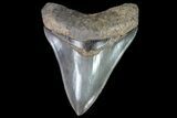 Serrated, Fossil Megalodon Tooth - Glossy Enamel #74760-1